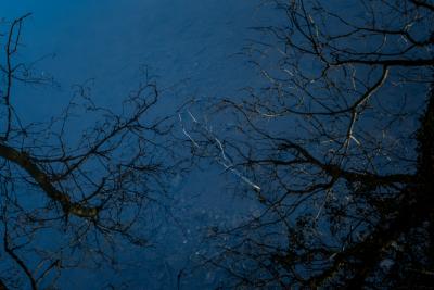 Image of a drak blue sky and tree branches