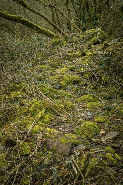 Image of forest flor covered in green moss